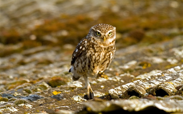 Owl on the roof Wallpapers Pictures Photos Images