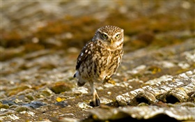 Owl on the roof HD wallpaper