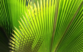 Palm, fan-shaped leaves HD wallpaper