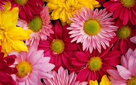 Pink chrysanthemums, colorful HD wallpaper