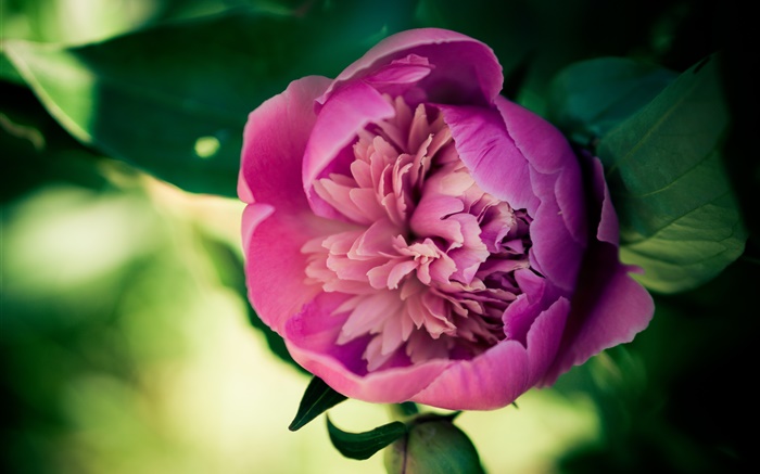 Pink peony flower close-up Wallpapers Pictures Photos Images