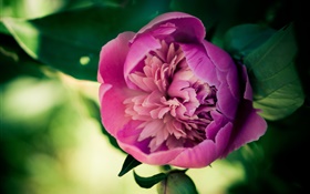 Pink peony flower close-up HD wallpaper