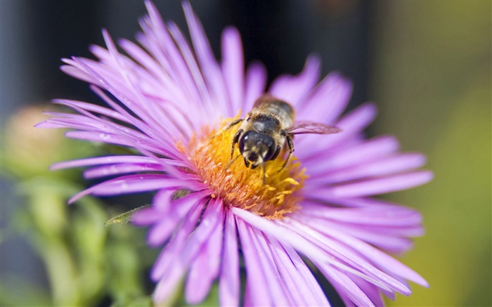Pink petals flower, bee, insect close-up Wallpapers Pictures Photos Images