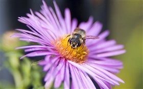 Pink petals flower, bee, insect close-up
