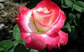 Pink petals rose, flower close-up, dew HD wallpaper