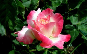 Pink petals rose flower close-up, water drops HD wallpaper