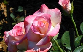 Pink petals rose, flowers, spring HD wallpaper