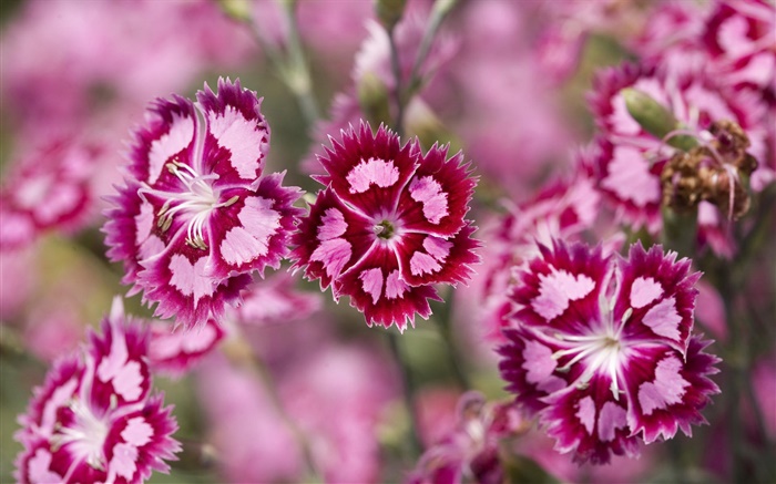 Pink purple flowers, petals, bokeh Wallpapers Pictures Photos Images