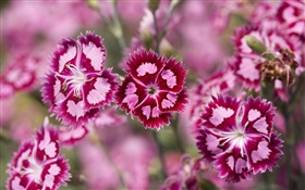 Pink purple flowers, petals, bokeh HD wallpaper