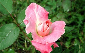 Pink rose after rain