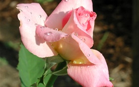 Pink rose flower close-up, dew