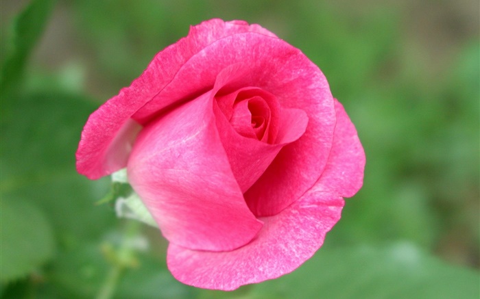 Pink rose flower close-up, green background Wallpapers Pictures Photos Images