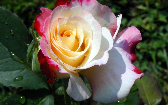 Pink yellow white, rose petals, dew Wallpapers Pictures Photos Images