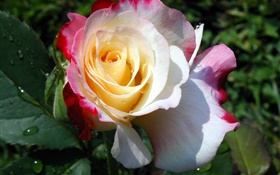 Pink yellow white, rose petals, dew HD wallpaper