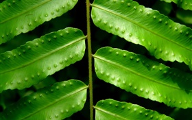 Plants green leaves close-up HD wallpaper