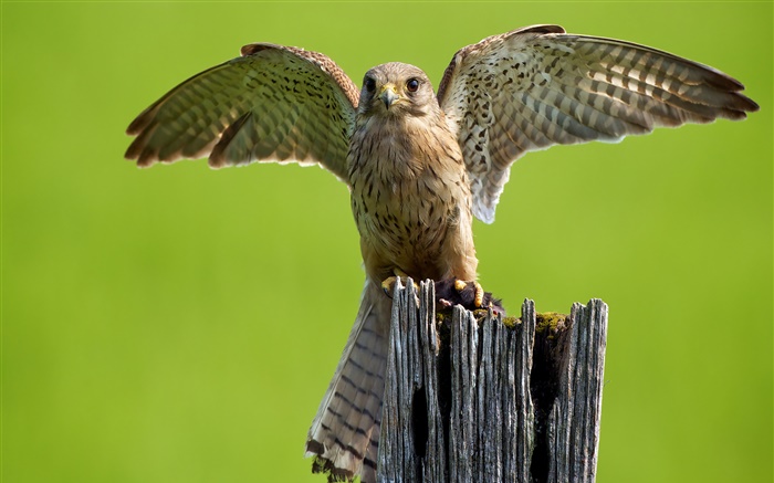 Predator, owl, wings, stump Wallpapers Pictures Photos Images