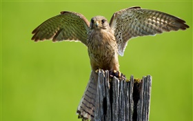 Predator, owl, wings, stump HD wallpaper