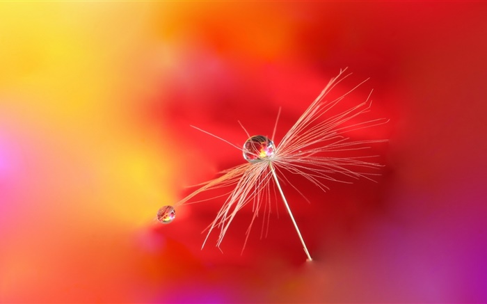 Red background, plant, dew Wallpapers Pictures Photos Images