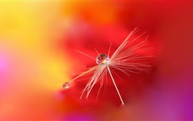 Red background, plant, dew HD wallpaper