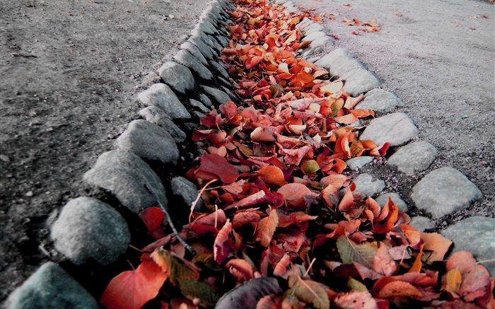 Red leaves, ground, autumn Wallpapers Pictures Photos Images