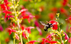Red little flowers, insect bee HD wallpaper