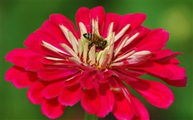 Red petals flower, bee, green background