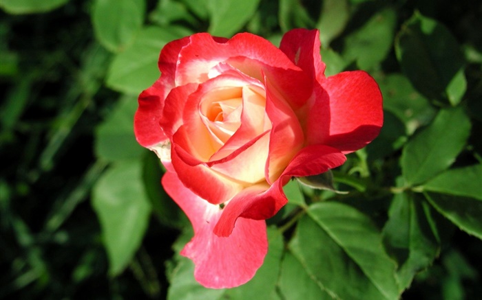 Red rose flower close-up, leaves Wallpapers Pictures Photos Images