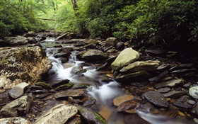 Rocks, stones, creek, stream, bush HD wallpaper