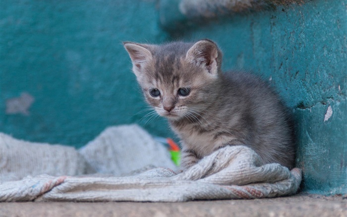 Sadness kitty Wallpapers Pictures Photos Images