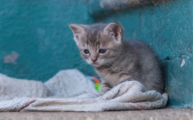 Sadness kitty HD wallpaper