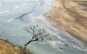 Sea, beach, coast, tree HD wallpaper