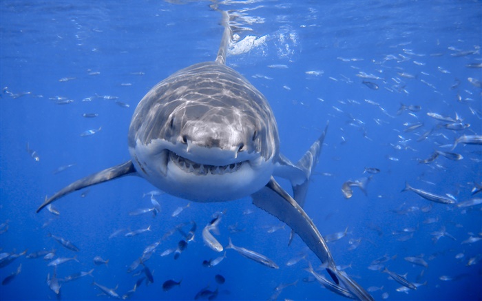 Shark, blue sea, water Wallpapers Pictures Photos Images