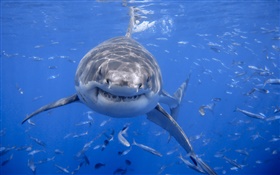 Shark, blue sea, water HD wallpaper
