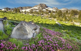 Slope, mountains, grass, flowers, nature HD wallpaper