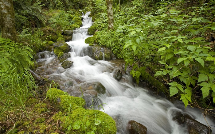 Spring creek, bush, Oregon, USA Wallpapers Pictures Photos Images