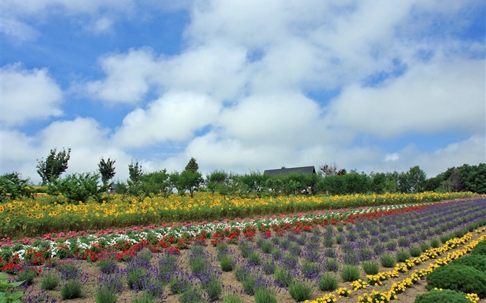 Summer flower field, cloud, Hokkaido, Japan Wallpapers Pictures Photos Images