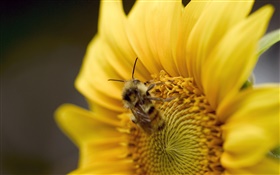 Sunflower, bee close-up HD wallpaper