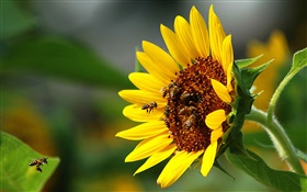 Sunflower, bee, insect