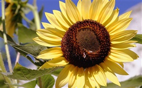 Sunflower, yellow petals, pistil, bee, insect HD wallpaper