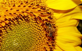 Sunflower, yellow petals, pistil, bee HD wallpaper