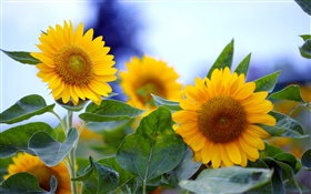 Sunflowers close-up, yellow flowers HD wallpaper