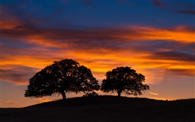 Sunset, trees, hill, red sky, black silhouette HD wallpaper