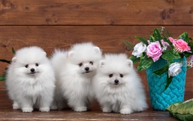 Three white puppies, rose flowers HD wallpaper