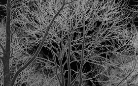 Trees, black and white, design