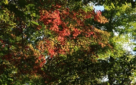 Trees, maple leaves, green and red, sunlight, autumn HD wallpaper