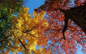 Trees, yellow and red leaves, autumn HD wallpaper