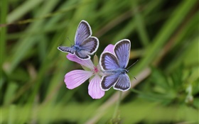 Two butterflies, grass, flower, bokeh