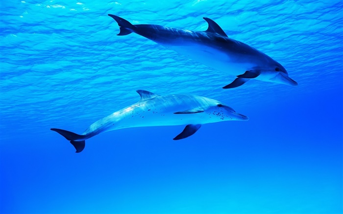 Two dolphins, underwater, sea, ocean Wallpapers Pictures Photos Images