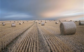 Wheat field, hay, summer, dusk HD wallpaper