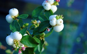White berries, leaves, branch, bokeh HD wallpaper